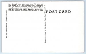 SUNLAND, CA California ~ Trees in SUNLAND PARK c1940s  Postcard