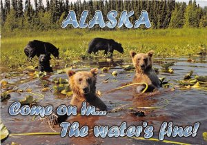 Lot380 usa alaska bears comics water is fine