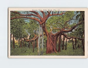 Postcard Banyan Tree Palm Beach Florida USA