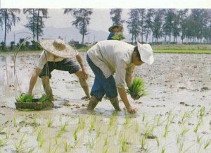 China Postcard - Rice Seedling are Transplanted To The Field April - Ref TZ2725