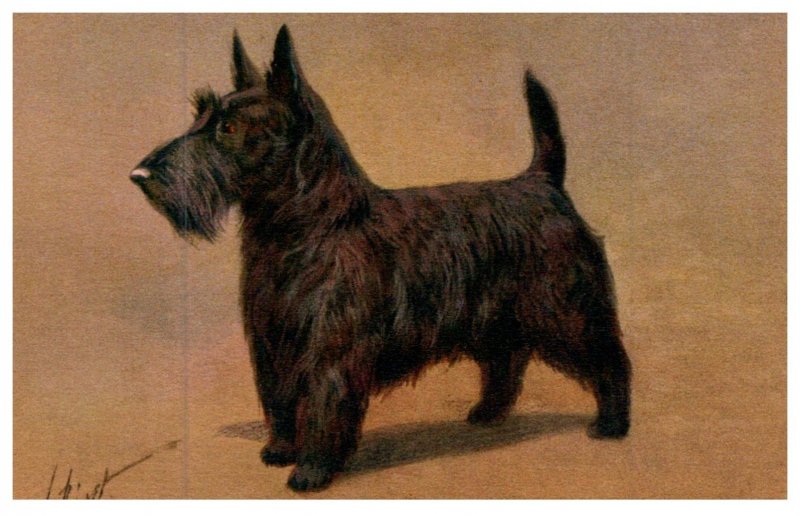 Dog ,  Scotch Terrier