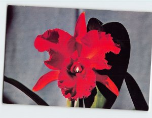 Postcard Hybrid Laeliocattleya Orchid, LC Autumn Symphony 'Copper'
