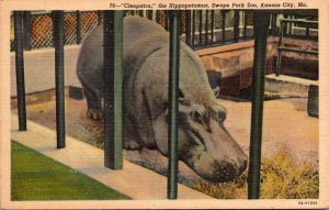 Missouri Kansas City Swope Park Zoo Cleopatra The Hippopotamus Curteich