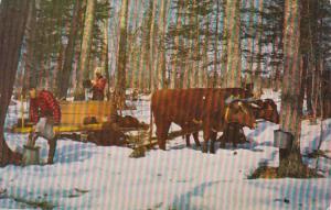 Vermont Gathering The Sap For Maple Syrup