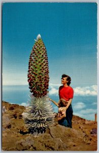 Haleakala Maui Hawaii 1954 Postcard Silversword In Bloom