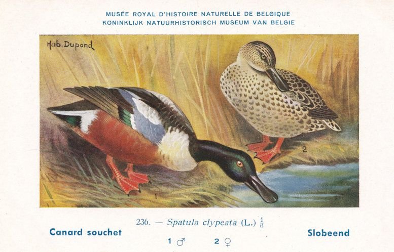 Northern Shoveler Spatula Clypeata WW2 Bird Vintage Rare Postcard