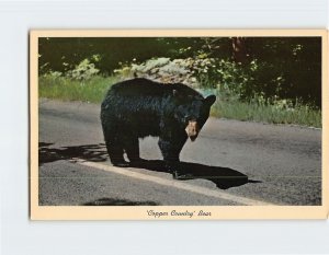 Postcard 'Copper Country' Bear, Michigan