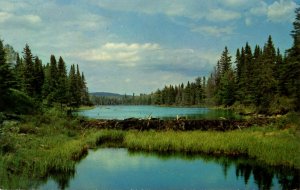 Canada - ON, Serious Beaver Dam