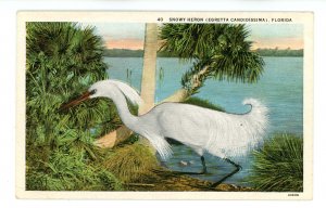 Birds - Snowy Heron