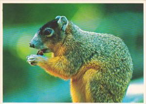 Grey Squirrel Enjoys A Meal In Everglades National Park Florida