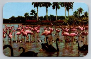 Flamingos On The Infield At Hialeah Race Course Miami Florida Vintage Unposted