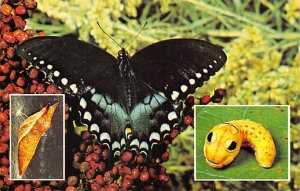 Spicebush Swallowtail Butterfly Spicebush Swallowtail Butterfly