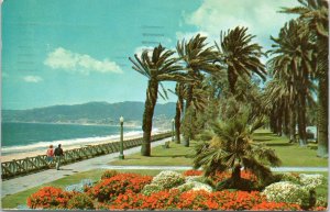 postcard CA - Palisades Park, Santa Montica geranium bed