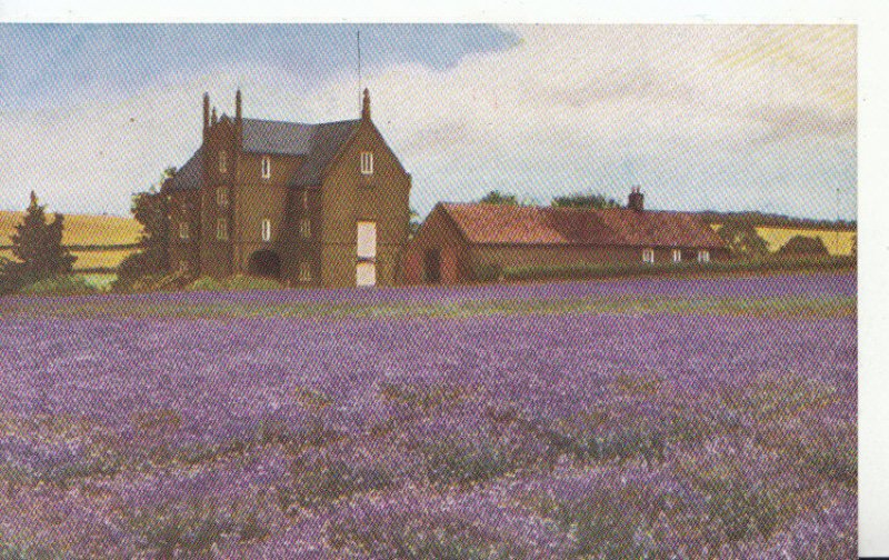 Norfolk Postcard - Caley Mill -  Heacham - Ref 1523A