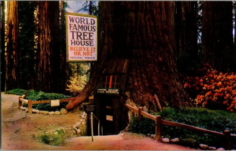 World Famous Treehouse Redwood Highway CA Vintage Postcard Standard View Card 