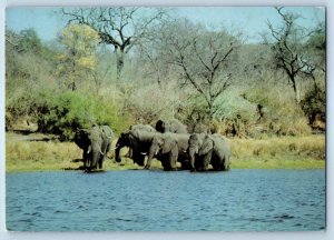 Zimbabwe Postcard Elephant on Edge of Lake Kariba c1950's Vintage Posted