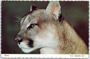 Postcard - Puma, Los Angeles Zoo - Los Angeles, California