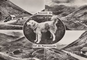 Col De Peyresourde 1960s Dog Real Photo French Postcard
