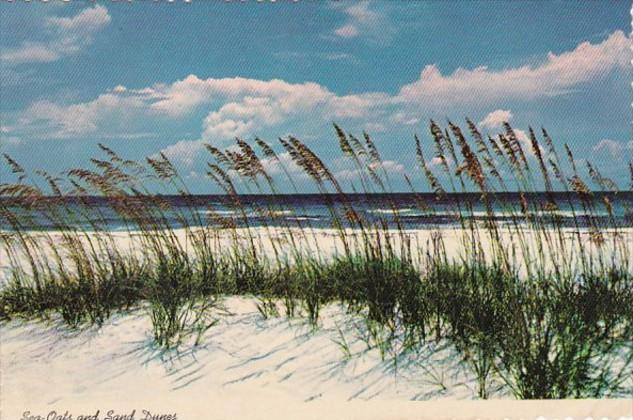 Florida Sea Oats and Sand Dunes Along The Coast 1977