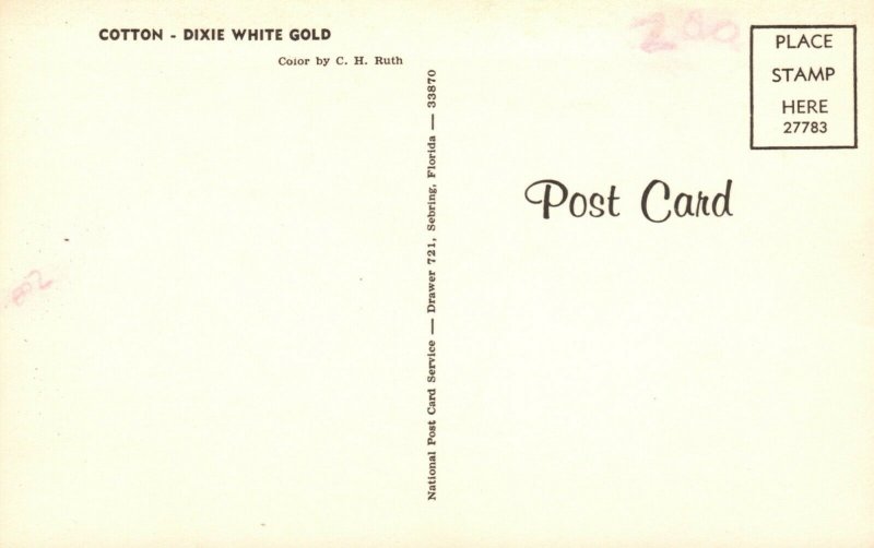 Vintage Postcard Ready for Pickin' Cotton Dixie White Gold 