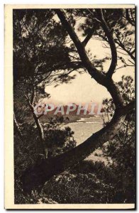 Old Postcard Cap Ferrat Vu Travers les Pins d & # 39Alep