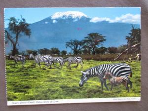 1978 Kenya To USA Photo Postcard - Zebra Herd (WW37)