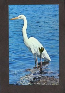 FL Everglades National Park Bird Great White Heron Florida Postcard