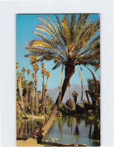 Postcard Los Angeles State And County Arboretum Arcadia California USA