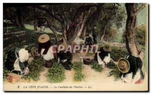 Old Postcard picking violets Cote d & # 39Azur