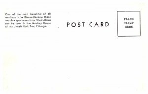 Postcard ZOO SCENE Chicago Illinois IL AP7889