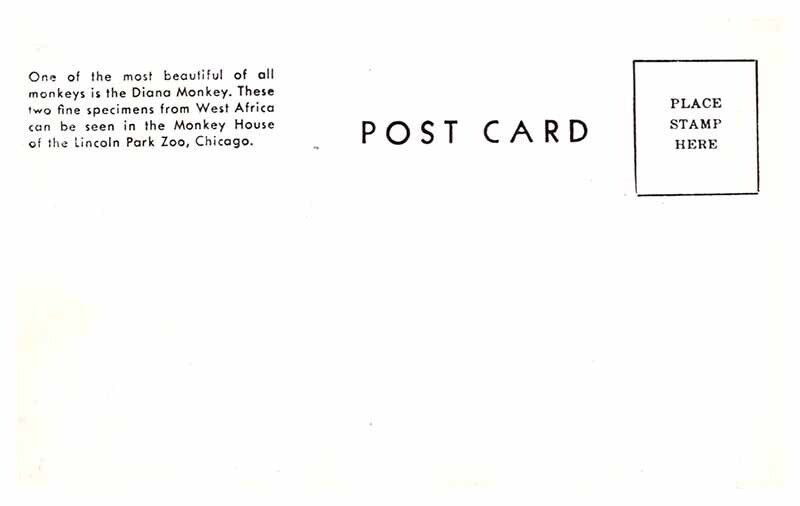 Postcard ZOO SCENE Chicago Illinois IL AP7889