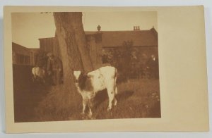 Rppc Adorable Baby Cow Calf Men Suits Postcard R7