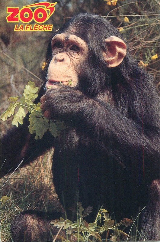 Zoo animal chimpanzee picture Postcard