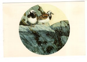 Art Exhibition, Ruddy Turnstones by John Huston, Birds, Used 1984 Halifax