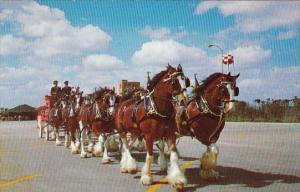 The World Famous Budweiser Clydesdale 8 Horse Team Tampa Florida