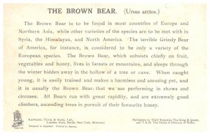 Brown  Bear