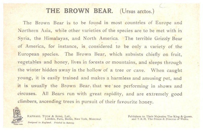Brown  Bear