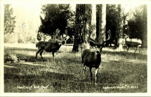 RPPC Hunting Not Bad; Buck Deer Velvet Antlers Eastman Real Photo Postcard