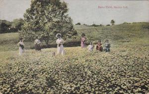 Indiana Marion Typical Daisy Field 1911