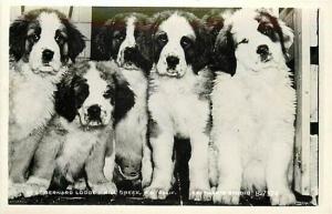 CA, Mill Creek, California, RPPC, Saint Bernard Lodge, Group of Saint Bernard's