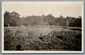 Postcard RPPC c1910s Unknown Location View of a Garden or Park Flora