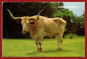 Texas, Abilene - Texas Longhorn - [TX-169X]