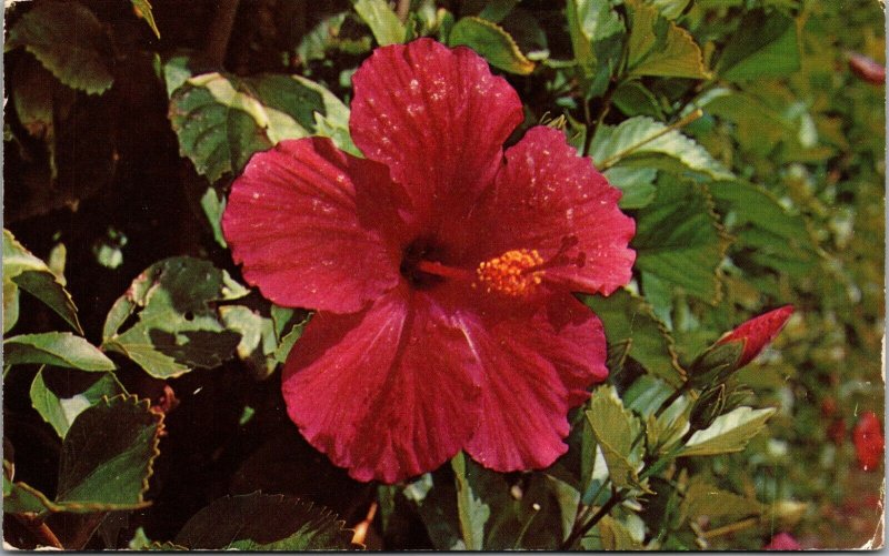 1953 RPPC Postcard Hibiscus Flower Tinted Real Photo COLOR CHROME 