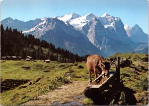 Postcard Switzerland - Cow drinking from trough with Wetterhorn  in background