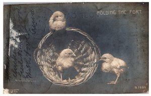 RPPC Postcard Holding the Fort Chicks in a Basket Rotograph  B1684 1907