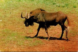 Swartwildebees White Tailed Gnu Natal Park South Africa