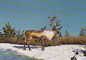 Canada British Columbia Majestic Mountain Caribou