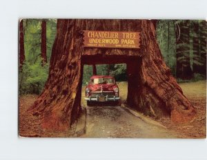 Postcard Chandelier Drive-Thru Tree, Underwood Park, California
