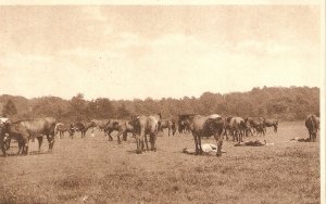 TNew Forest Ponies Old vintage English postcard