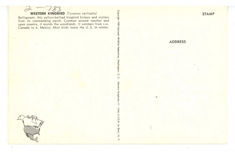 Birds - Western Kingbird